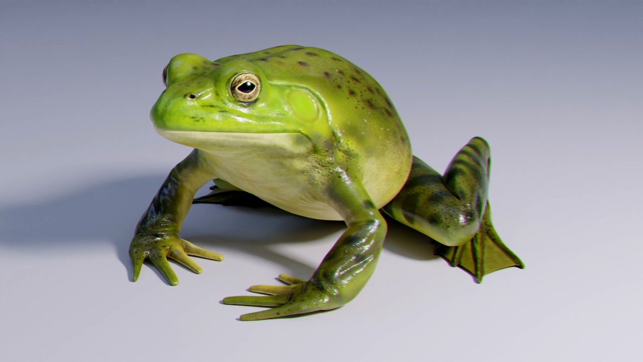 Media 1 for listing American Bullfrog