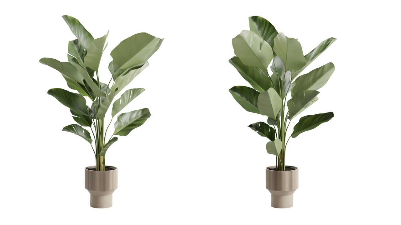 Media 1 for listing Calathea Lutea in Beige Planter