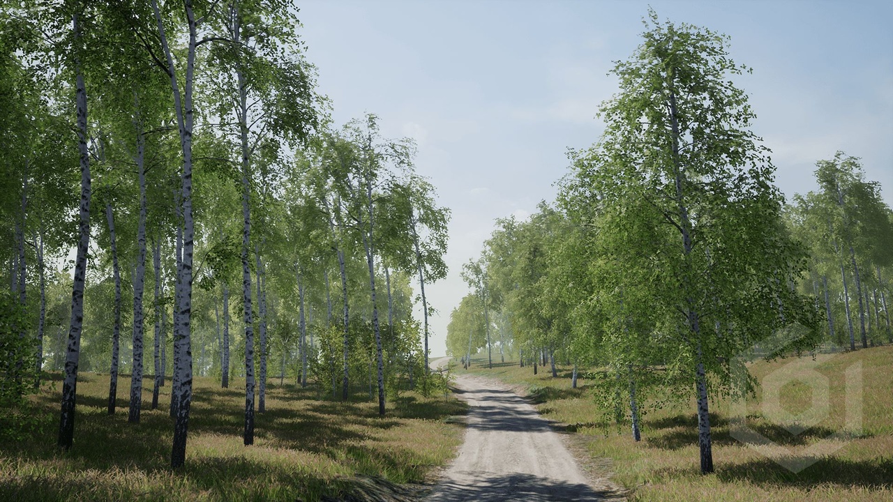 Media 1 for listing Trees: Birch Tree