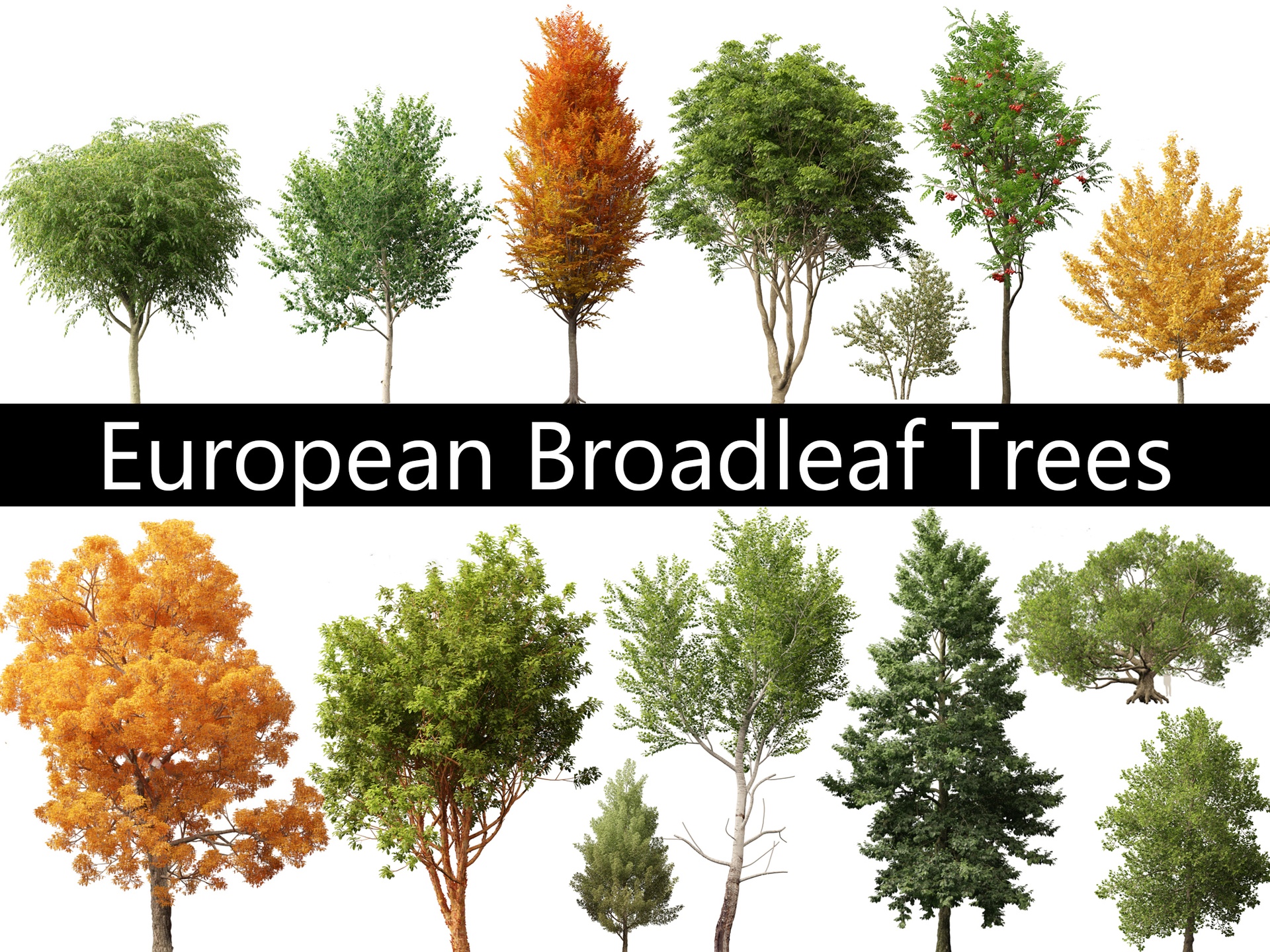 Media 1 for listing European Broadleaf Trees Pack 17