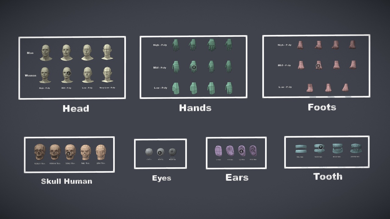 Media 1 for listing Human Parts Collection