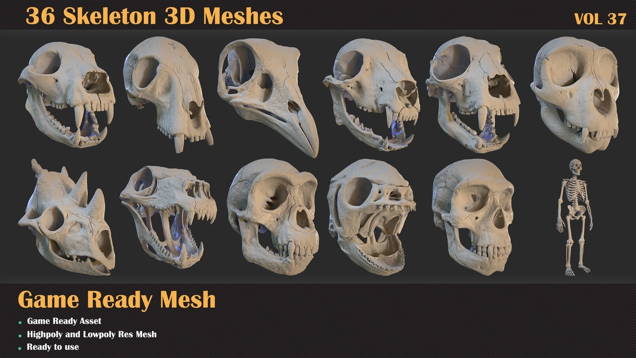 Media 1 for listing 36 Skeleton 3D Meshes - VOL 37