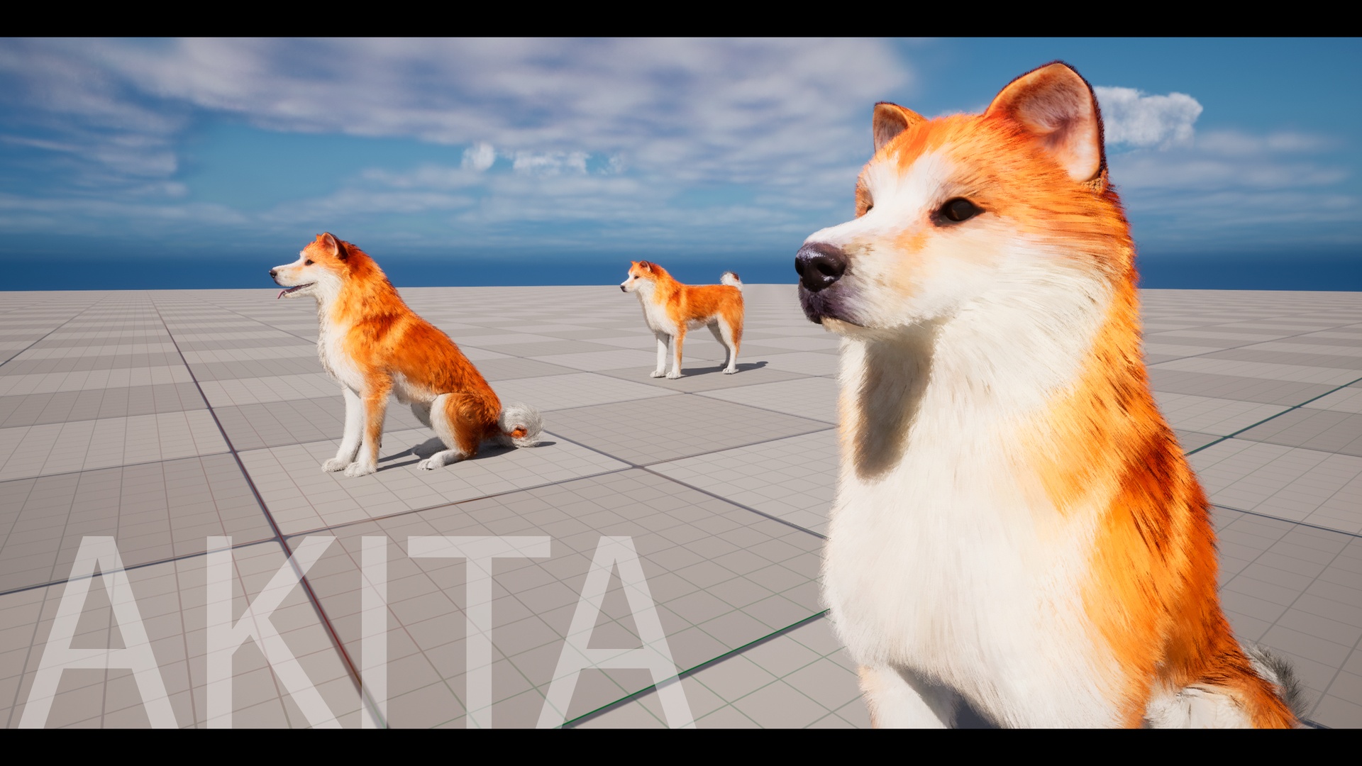 Media 1 for listing Akita Dog