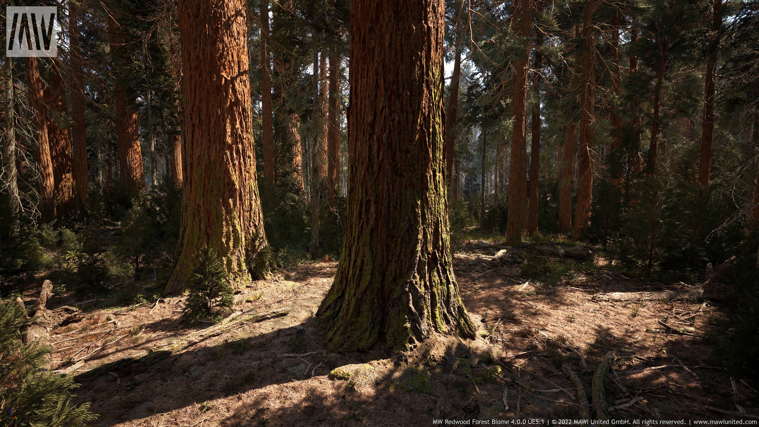 Media 1 for listing MW Redwood Forest Trees Biome