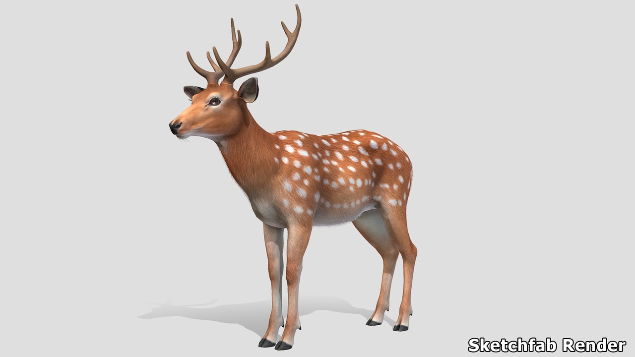 Media 1 for listing Deer - Stag