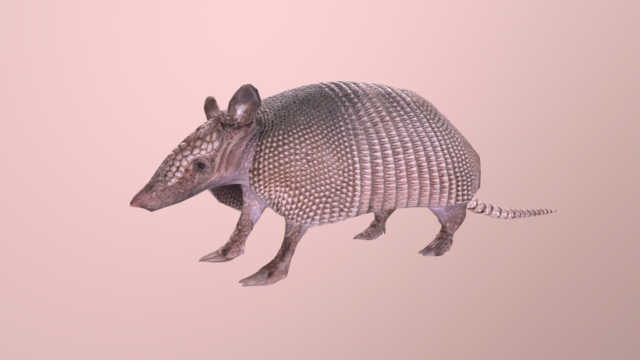 SO FAR SO GOOD 【Armadillo】 Amazon.com: Articulated Armadillo Fidget Figurine – Cute