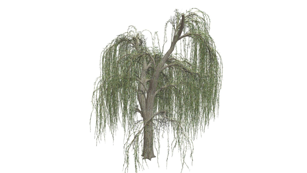 Media 1 for listing Weeping Willow Tree #08