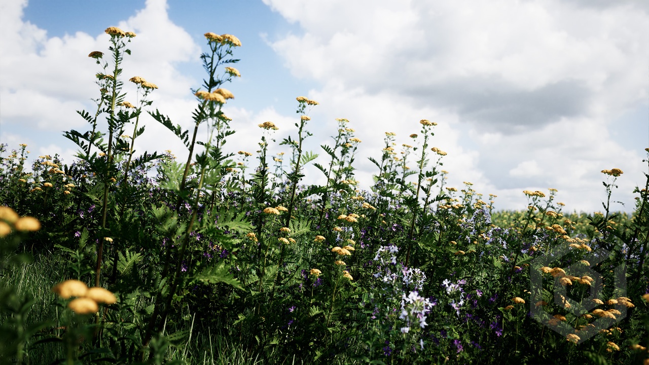 Media 1 for listing Meadow Plants