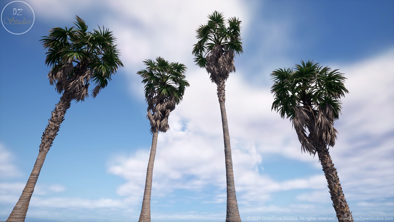 Media 1 for listing DZ Trees - Windmill Palm