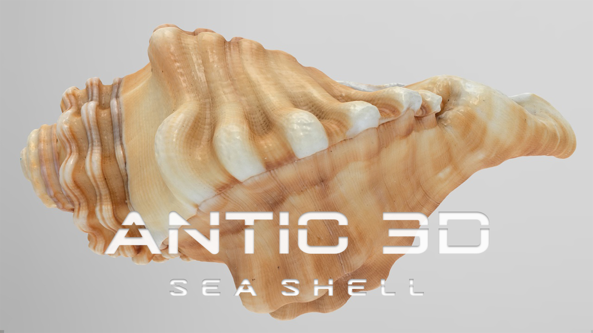 Sea Shell | Fab