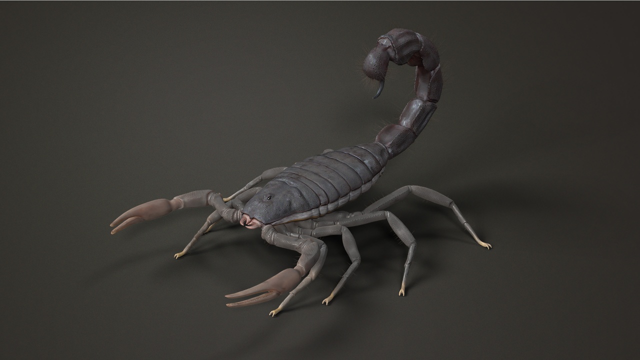 Media 1 for listing Rigged 3D Model - Thick-tailed Scorpion - High Poly - 8K Textures