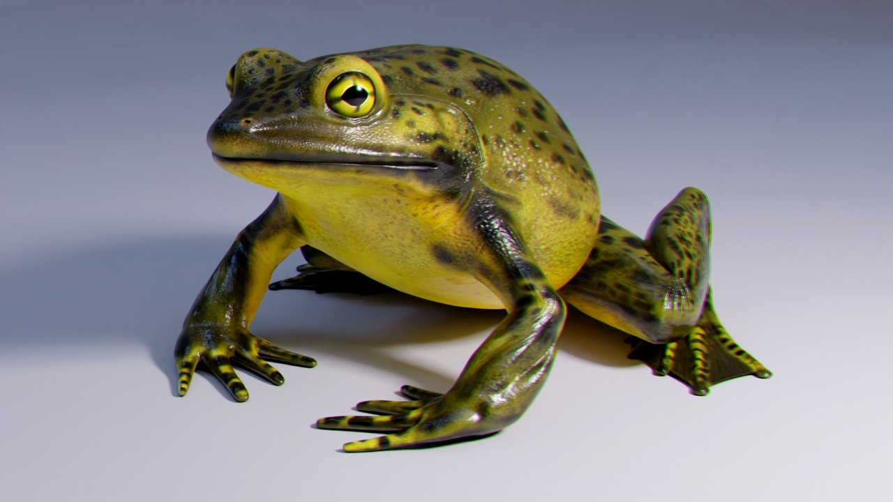Media 1 for listing Goliath Bullfrog