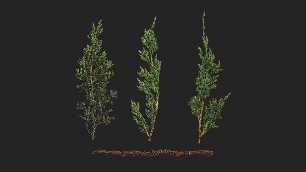 Media 1 for listing Sabina procumbens Atlas 11