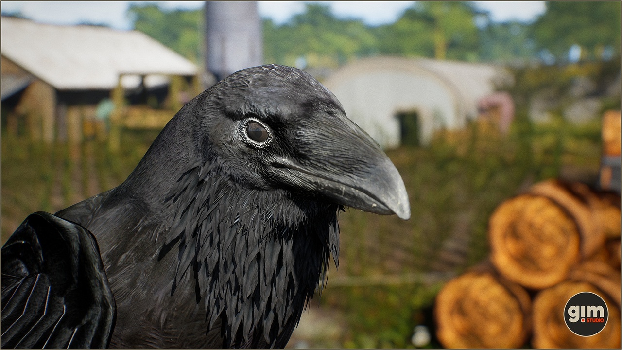Media 1 for listing Animalia - Raven