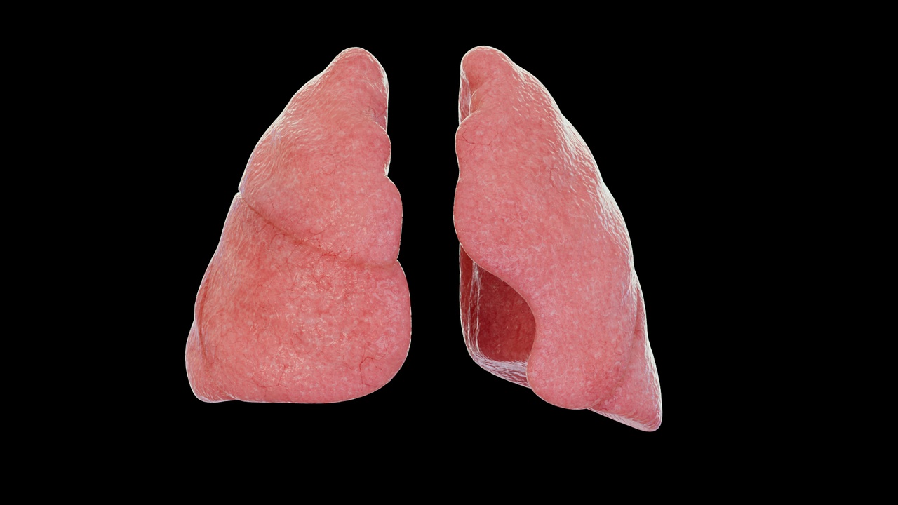 Media 1 for listing Healthy Lungs