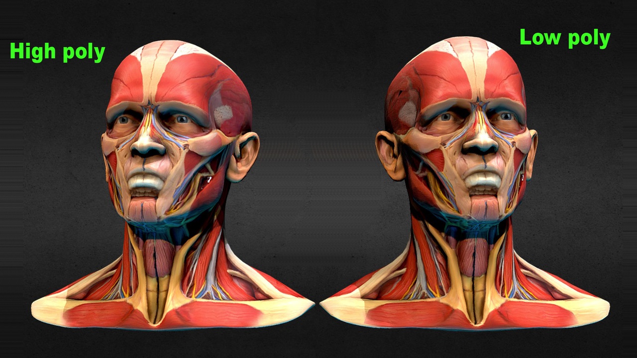 Media 1 for listing Human Head Anatomy: Muscles, Tendons, Ligaments