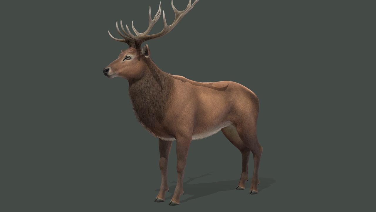 Red Deer animations 제품 등록을 위한 미디어 1개