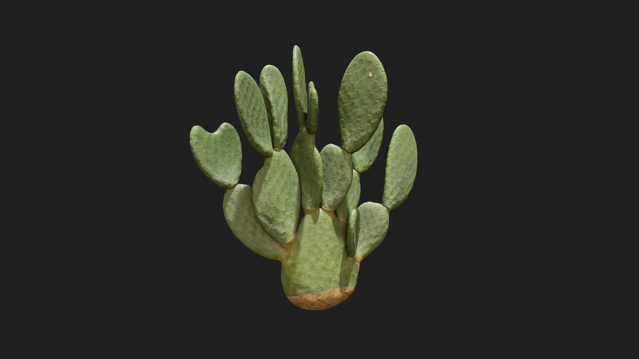 Media 1 for listing Desert American Plant Cactus Medium 11