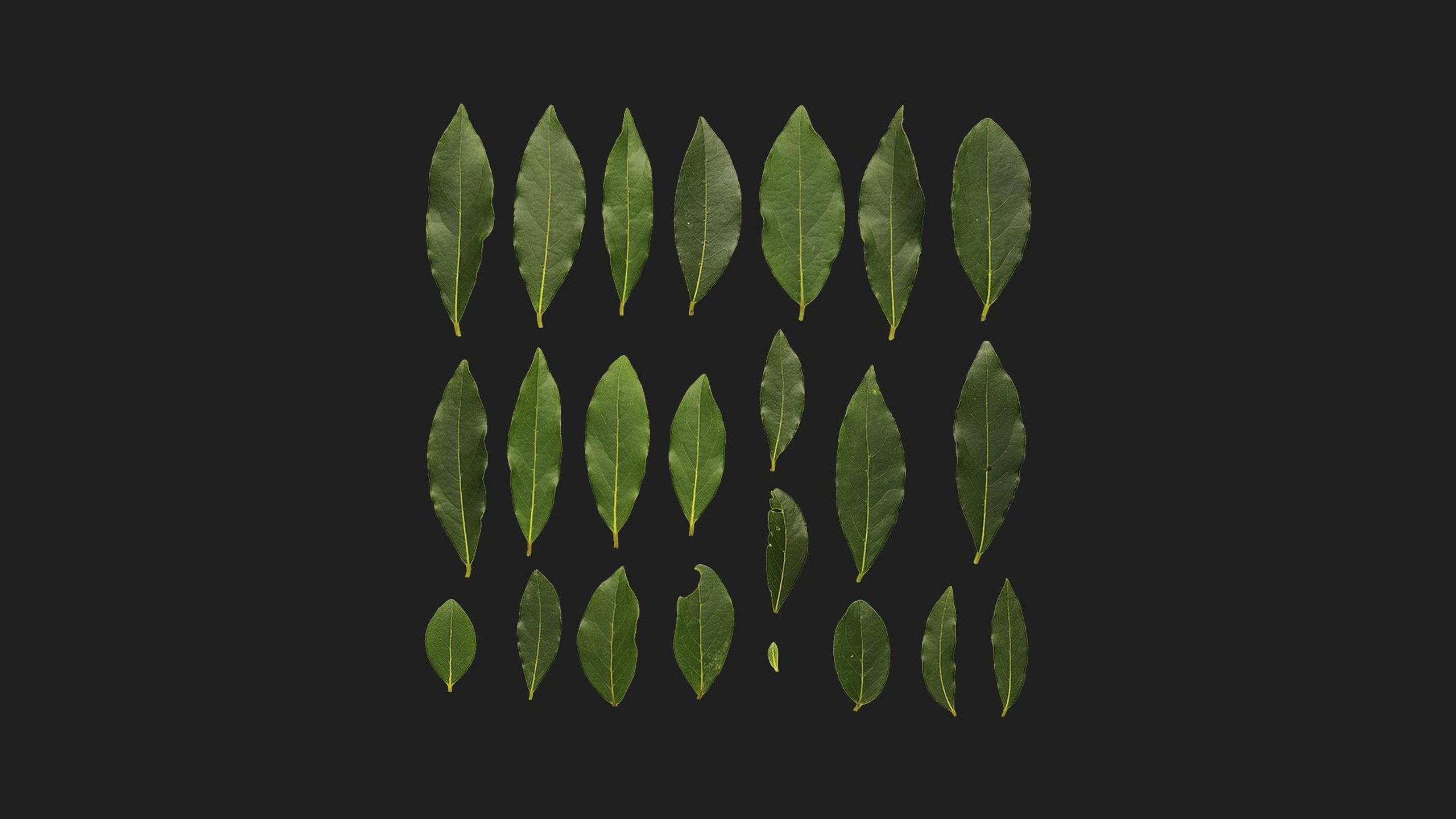 Media 1 for listing Bay Leaf