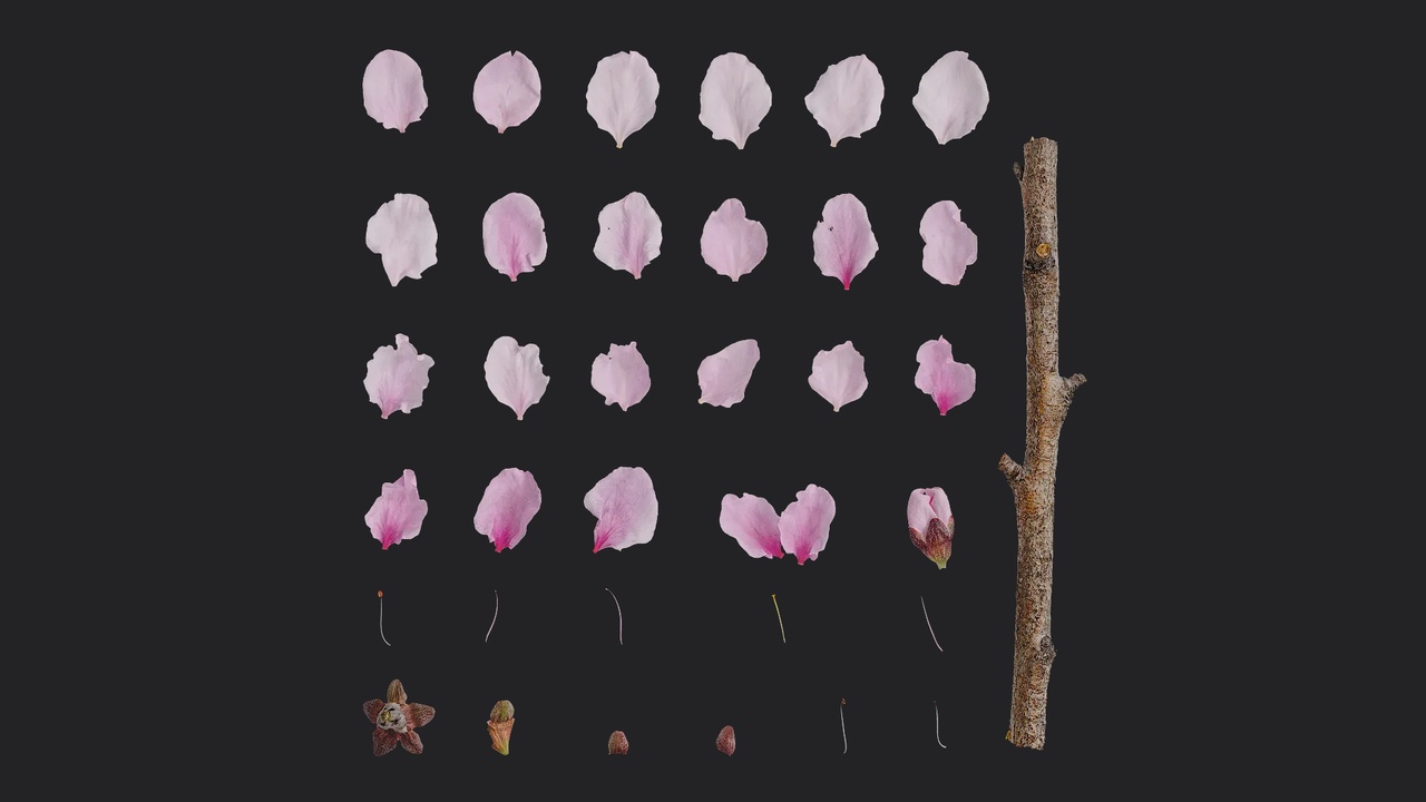 Media 1 for listing Prunus persica Flower 01