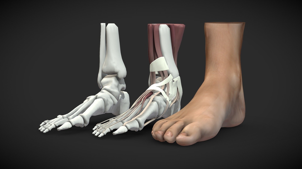 商品 Feet 3D Anatomy 的媒体 1