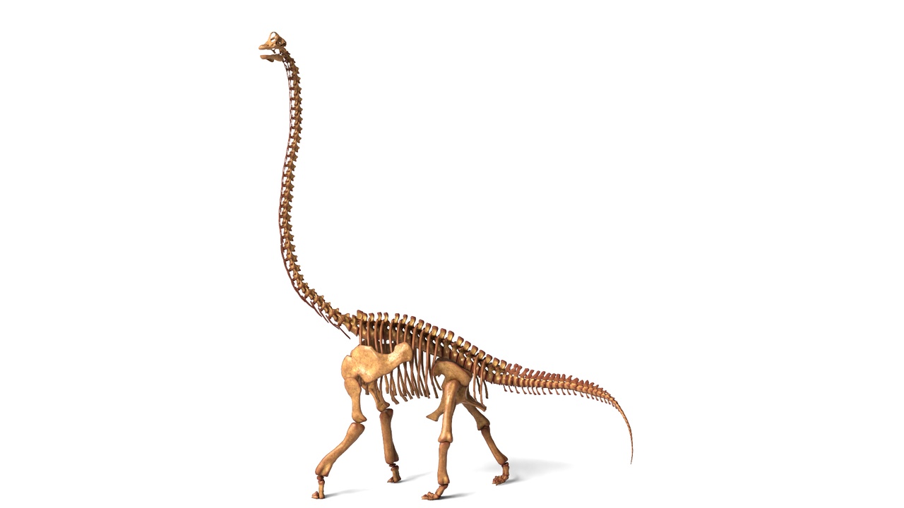 Media 1 for listing Brachiosaurus Rigged Skeleton – Giant Prehistoric Creature