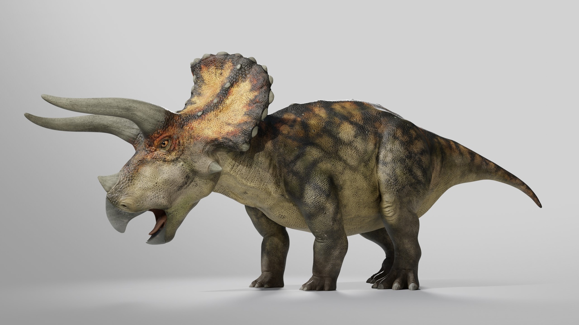 Media 1 for listing Triceratops RIG