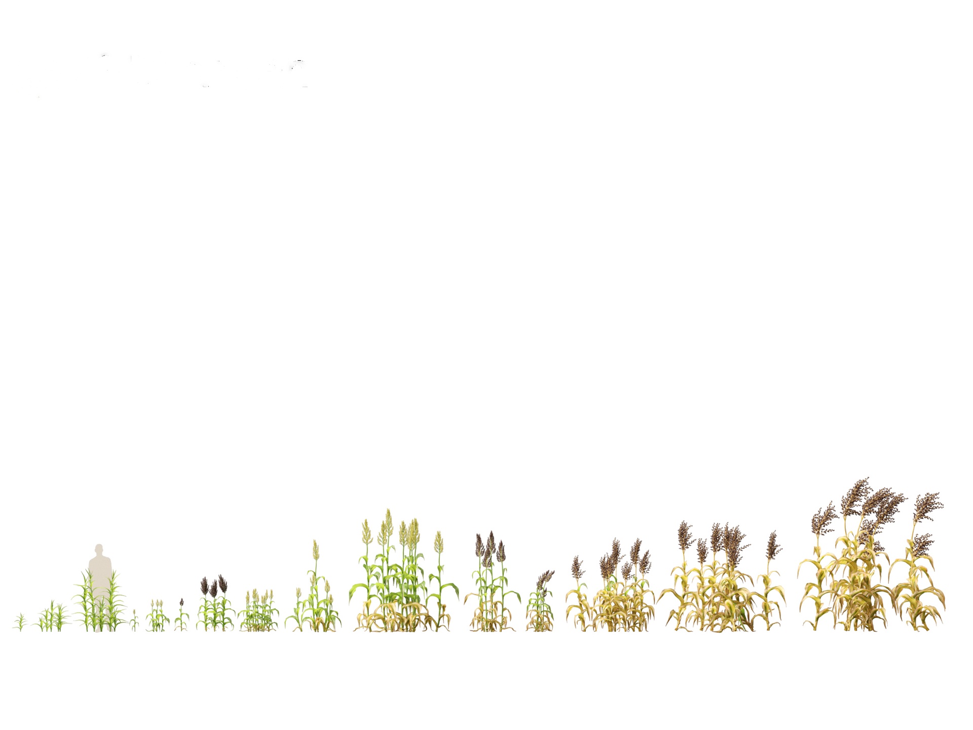 Media 1 for listing Sorghum bicolor -great millet