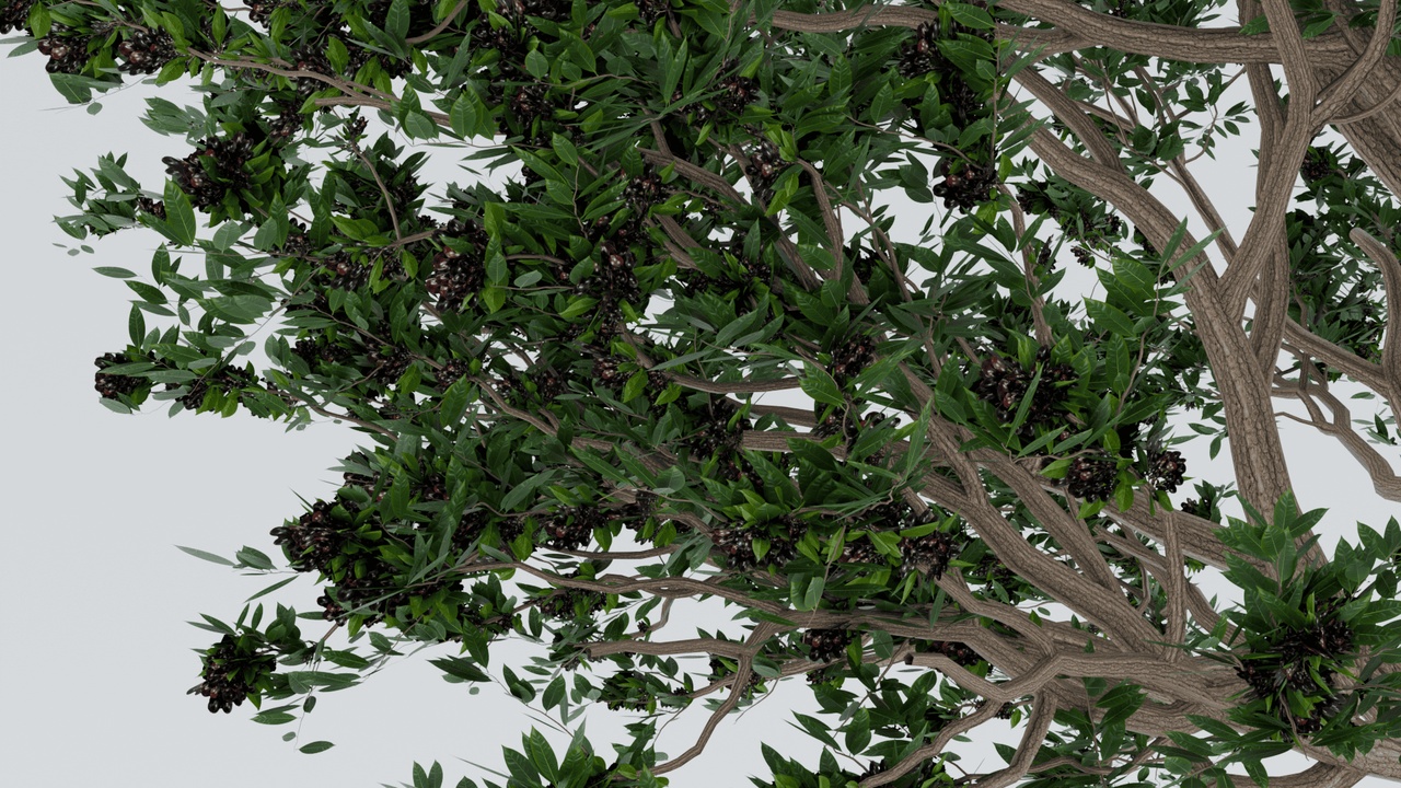 Media 1 for listing Realistic Jamun Tree 3D Model | Syzygium Cumini | Indian Blackberry