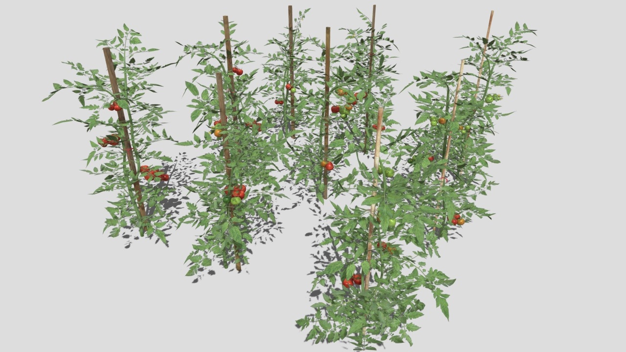 Media 1 for listing Tomato Plantation