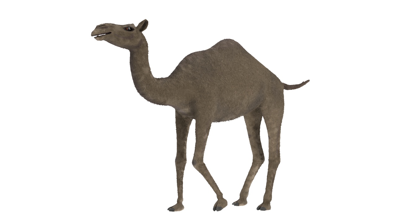 Media 1 for listing Camel 3D Model Rigged and Animated