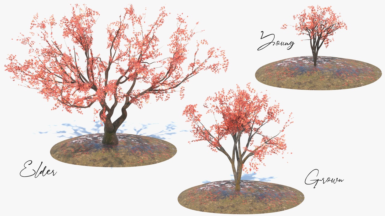 Media 1 for listing Japanese Red Maple Tree Collection (Momiji) - Game Asset | PBR | Low-poly |