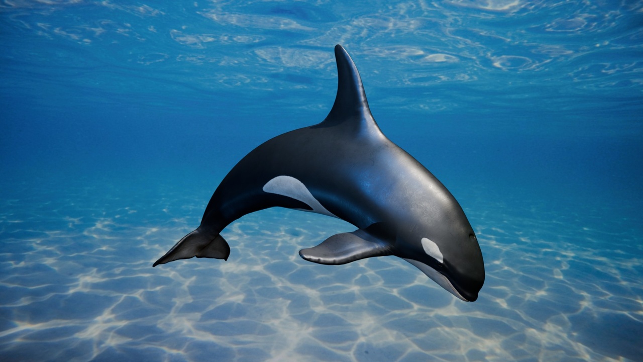 Media 1 for listing Realistic Orca Marine Killer Whale