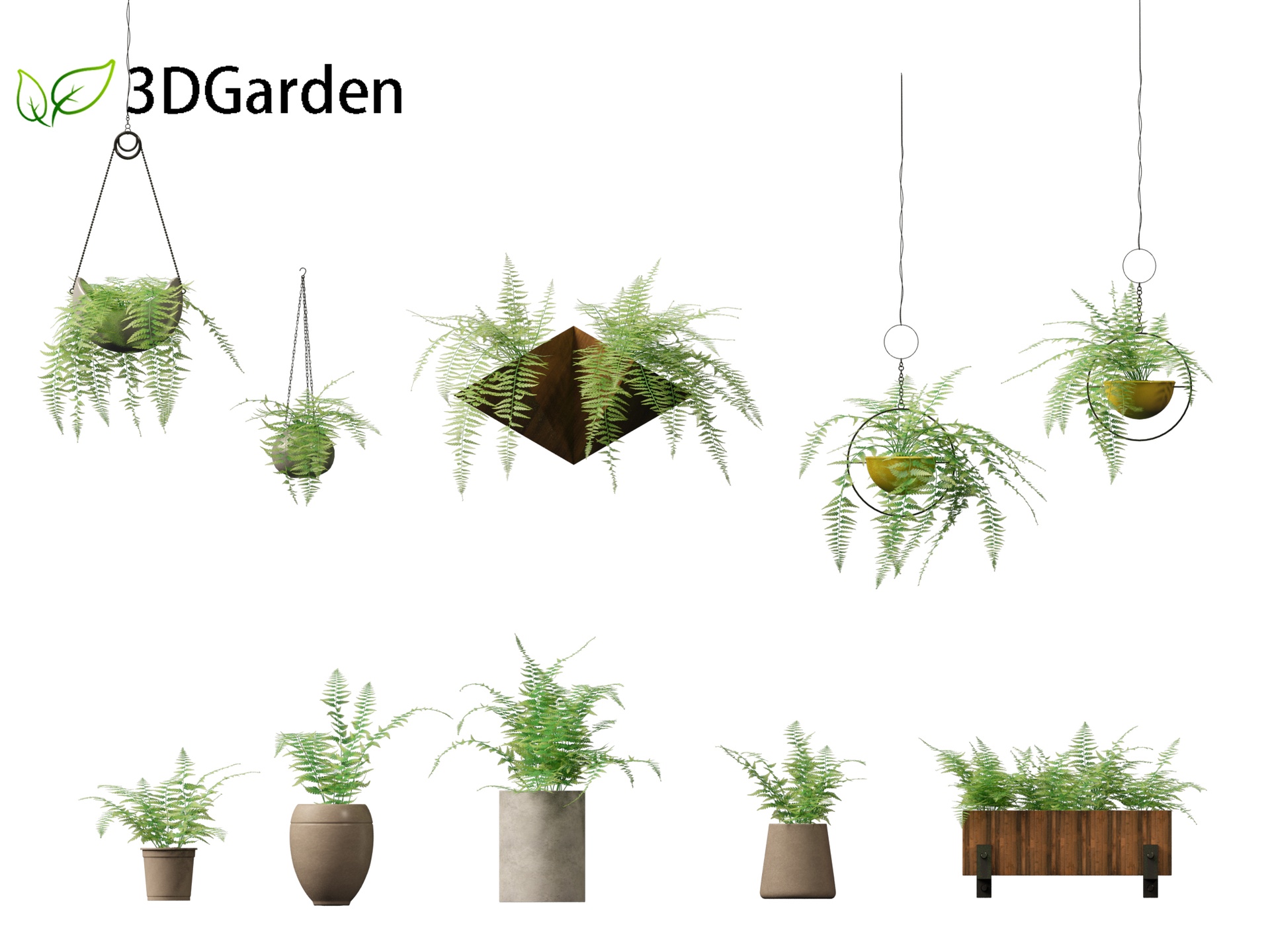 Media 1 for listing Microlepia strigosa -hay-scented fern 02