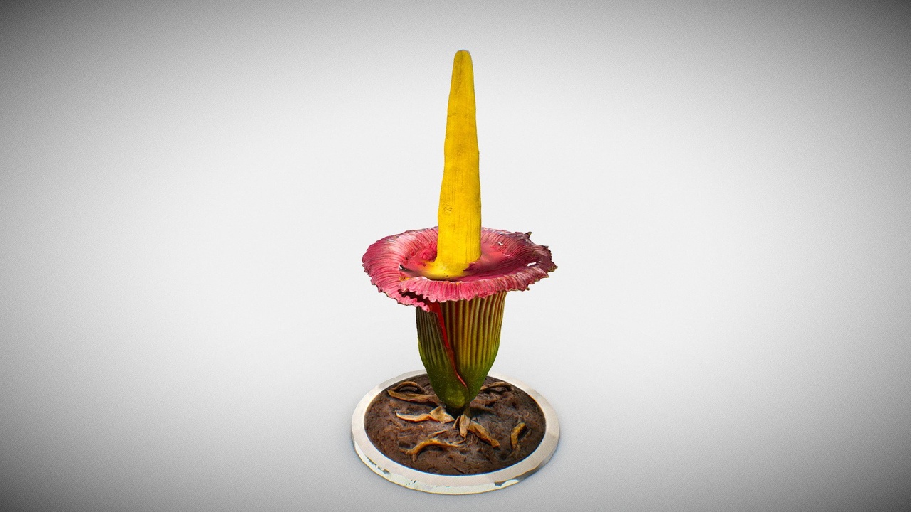 Media 1 for listing Corpse Flower Plant (Titan Arum)