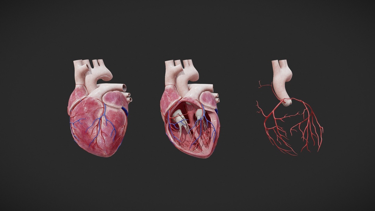 出品Heart Anatomyのメディア1