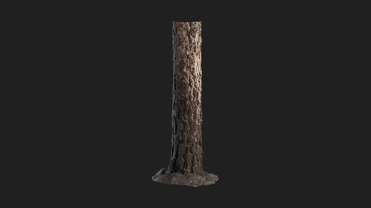 Media 1 for listing Blackened Tree Trunk