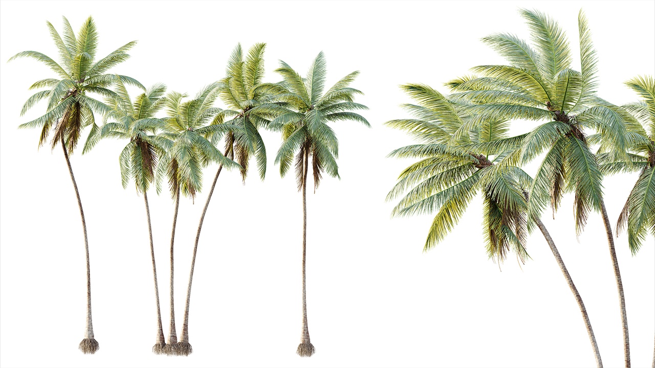 Media 1 for listing AV Plant Cocos Nucifera Palm Tree 02