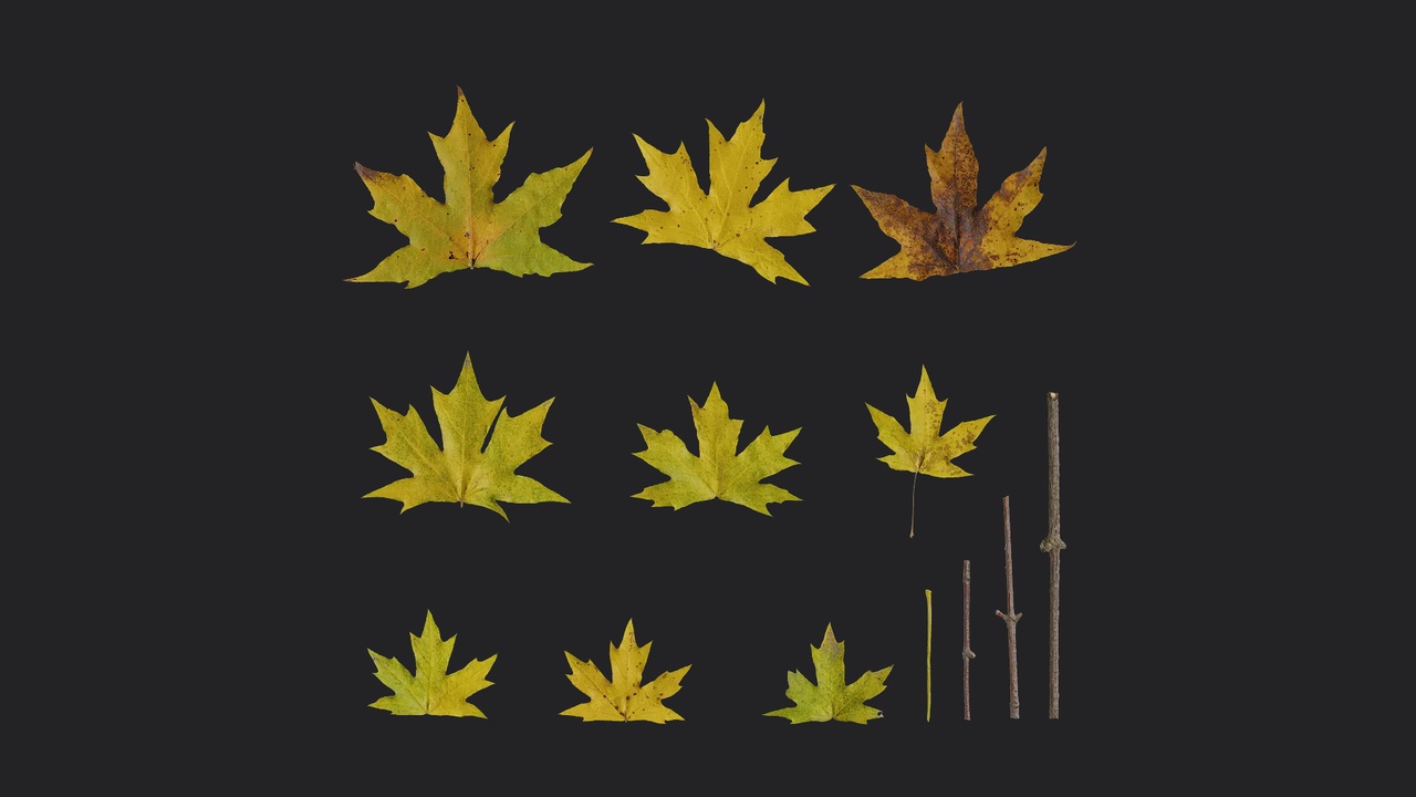 Media 1 for listing AD Acer saccharum Leaf 03
