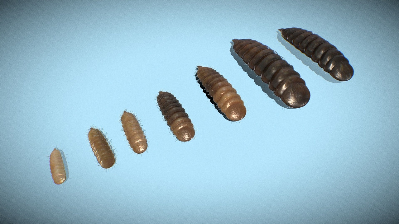 Media 1 for listing BSF Larvae