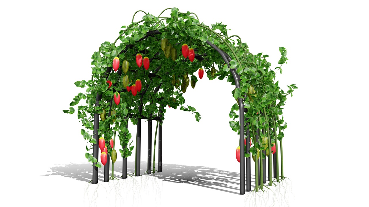 Media 1 for listing Ivy Gourd Coccinia grandis vegetables