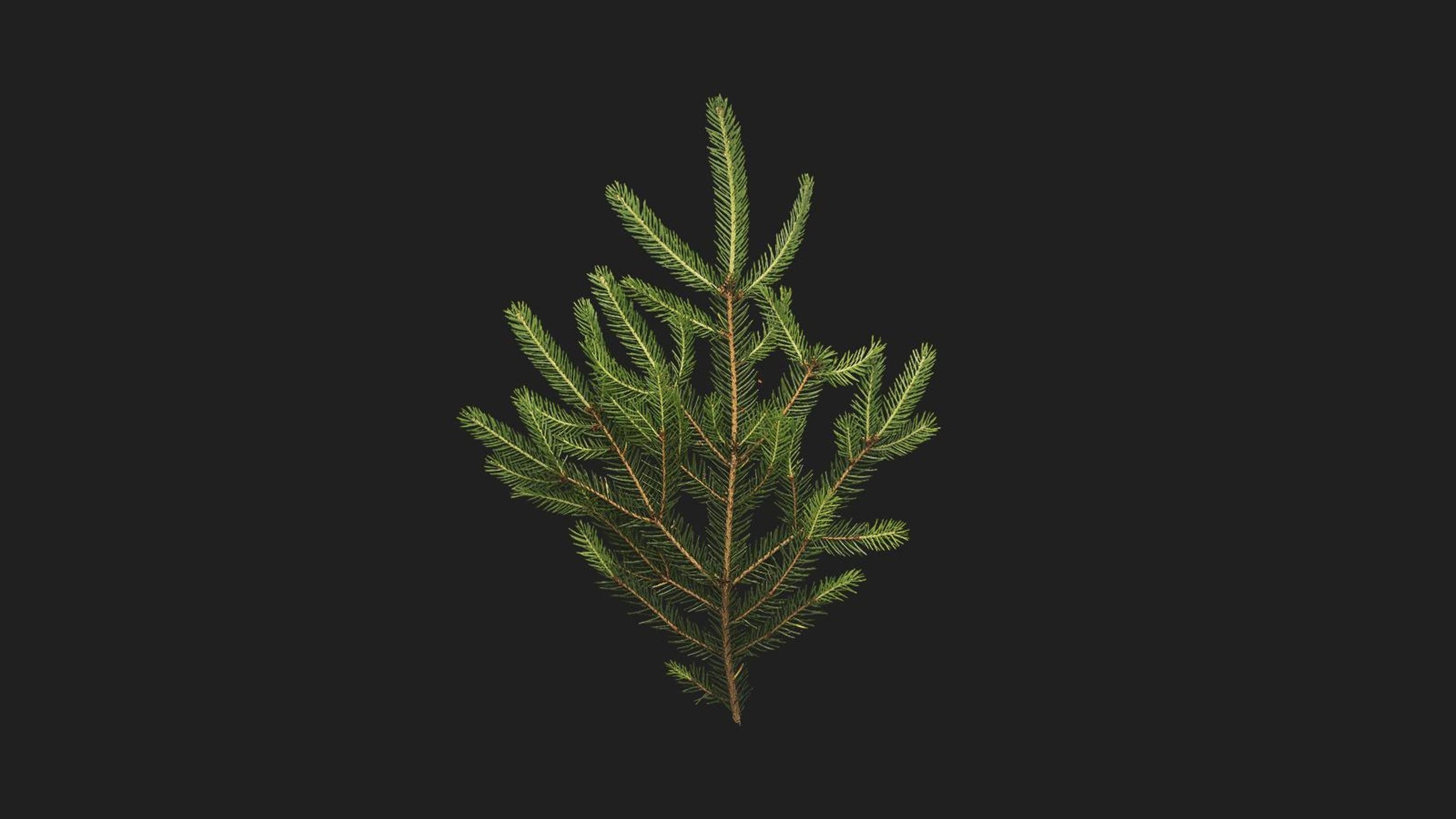 Spruce | Fab