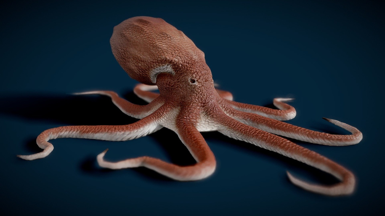 Media 1 for listing Animated Giant Pacific Octopus