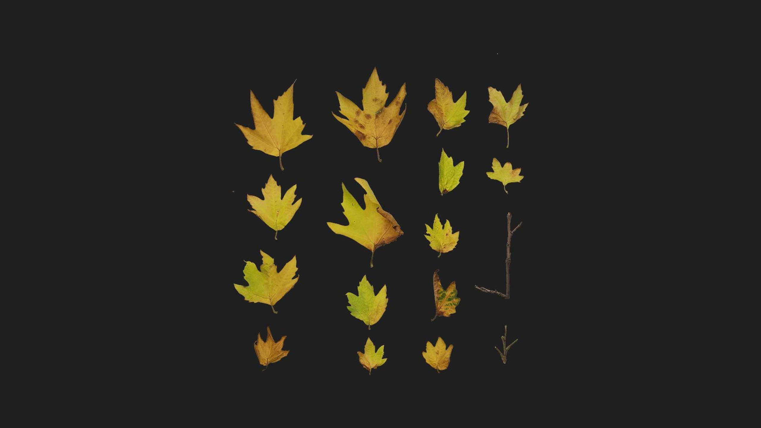 Media 1 for listing Oriental Plane
