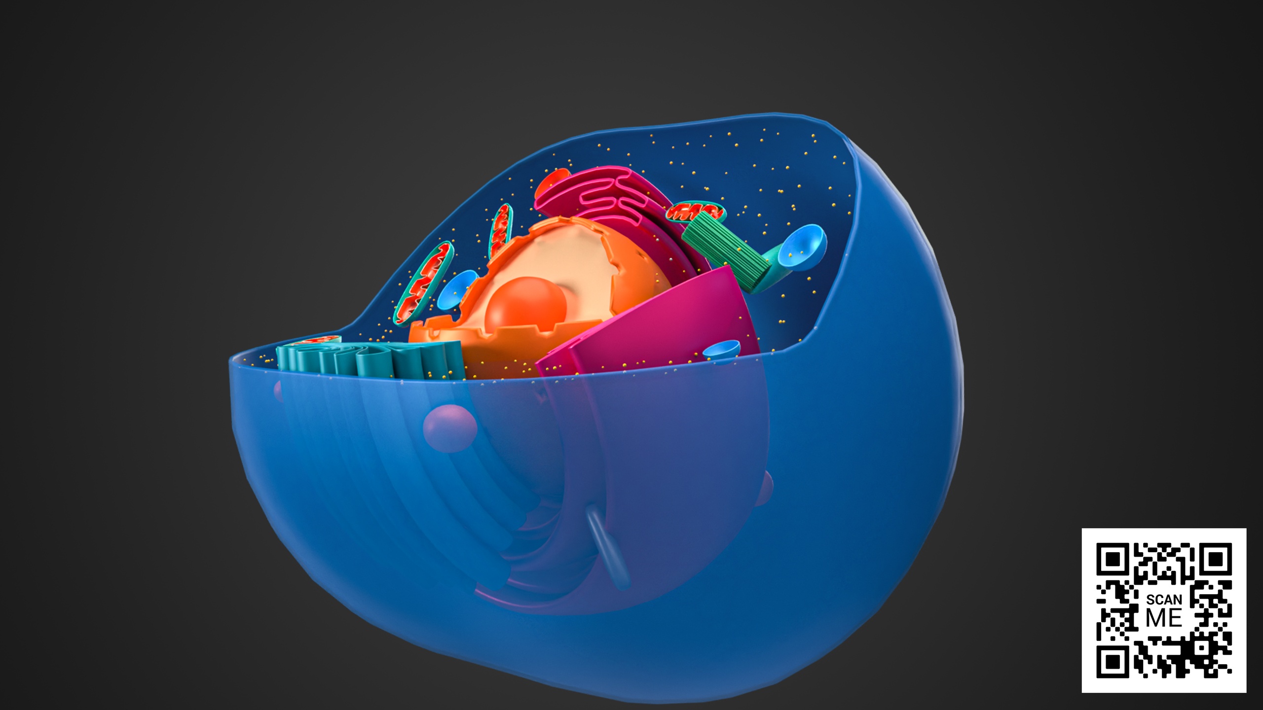 Cell 3d View Animal Cell Anatomy 3D Model – Detailed Organelles Structure for ...