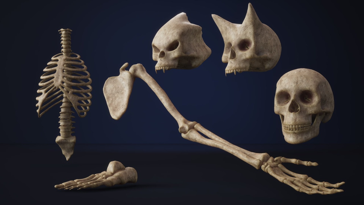 Media 1 for listing Human Bone props for horror environments