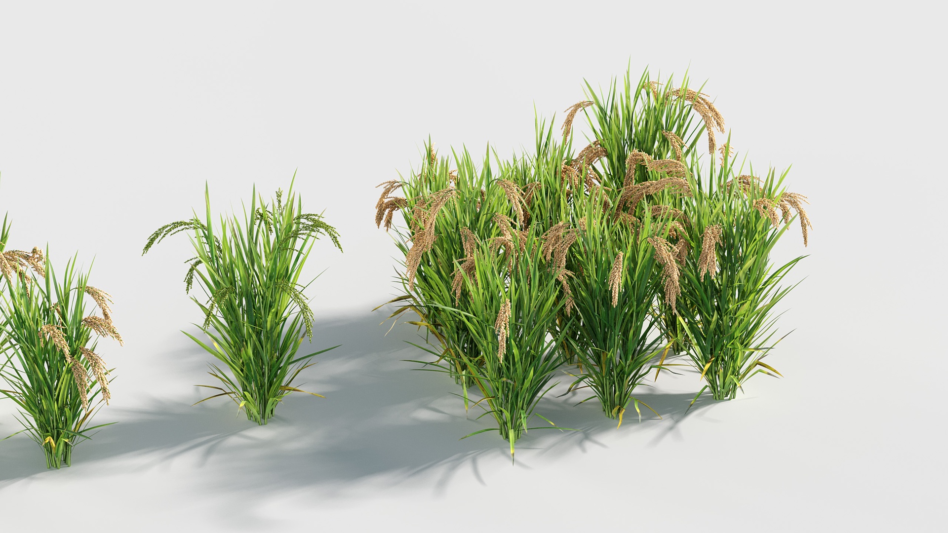 Media 1 for listing Oryza sativa - Rice