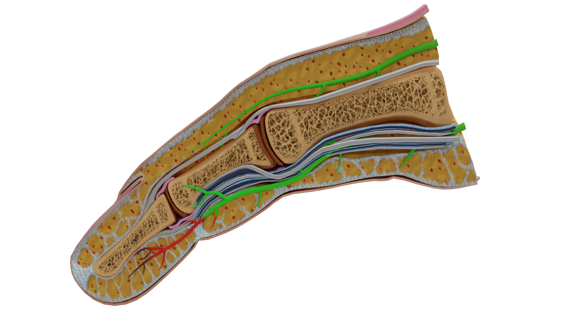 Finger Anatomy Cross Section 3D Model Realistic Bone Nerves Tissue | Fab