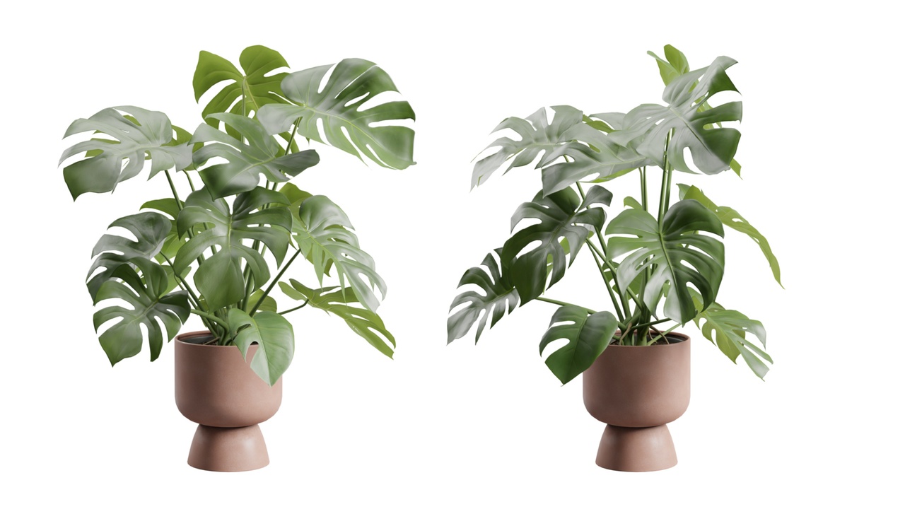 Media 1 for listing Swisscheese Monstera Plant