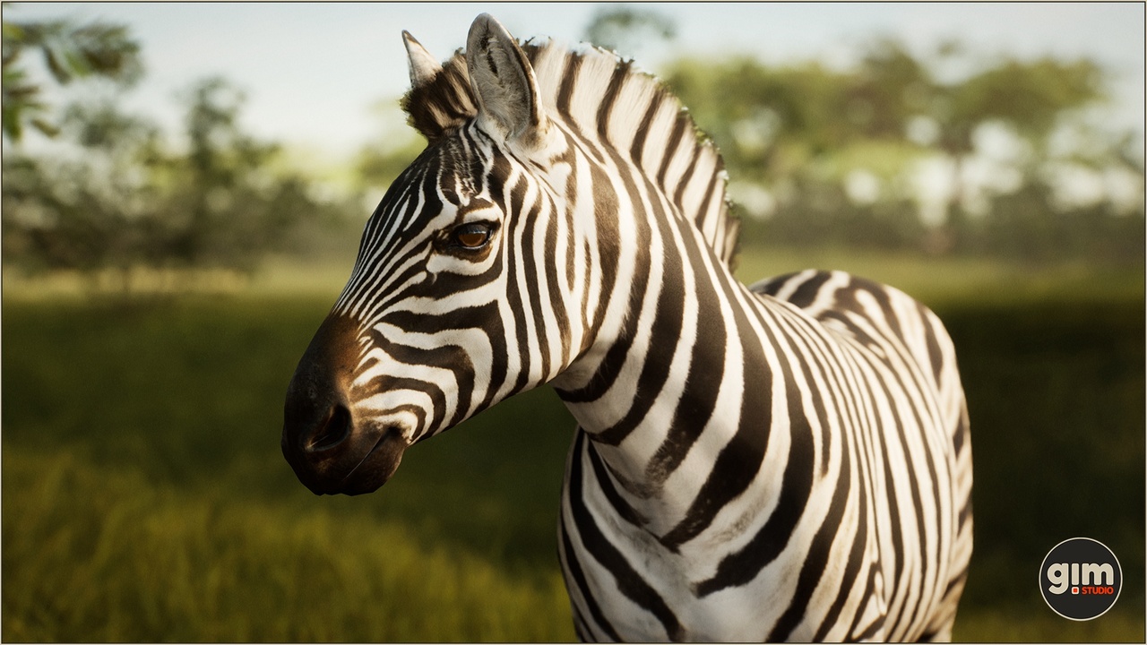 Media 1 for listing Animalia - Zebra (male)